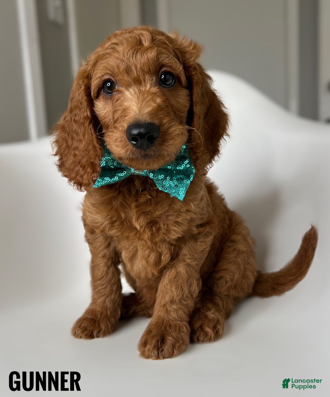 Goldendoodle dogs for sale: Gunner Green Collar - Image 1