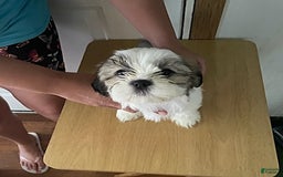 Shih Tzu dogs for sale: Bitty - Image 4