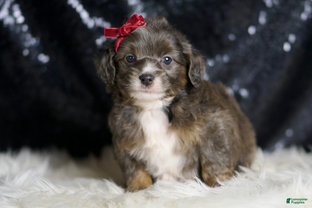 Mini Goldendoodle dogs for sale: Colleen - Image 5