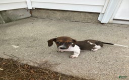 Miniature Dachshund dogs for sale: Roselyn - Image 2