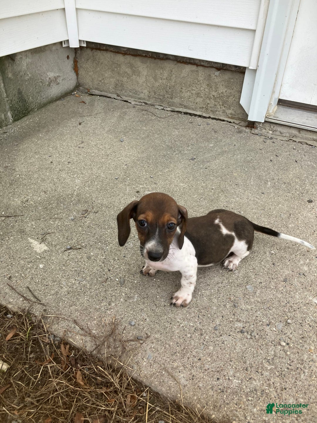 Miniature Dachshund dogs for sale: Roselyn - Image 2