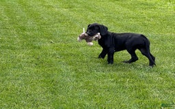Great Dane dogs for sale: Areona - Image 7