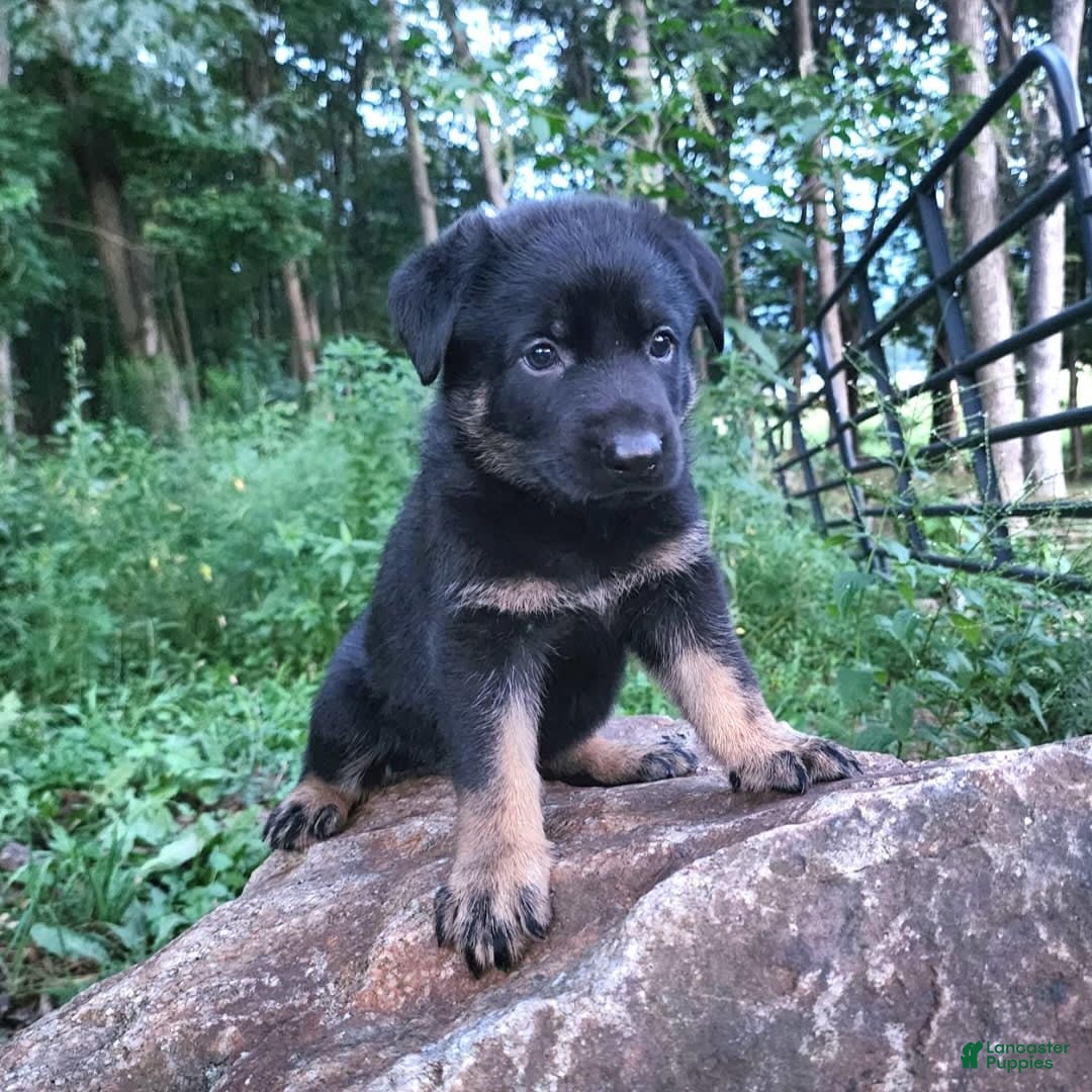 German Shepherd dogs for sale: Kat - Image 7