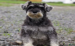 Miniature Schnauzer dogs for sale: Shanon - Image 5