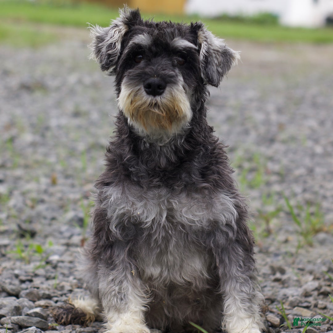 Miniature Schnauzer dogs for sale: Shanon - Image 5
