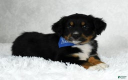 Miniature Australian Shepherd dogs for sale: Baxter - Image 8