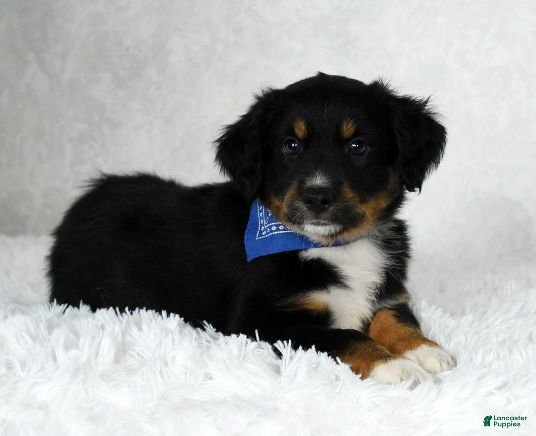 Miniature Australian Shepherd dogs for sale: Baxter - Image 8