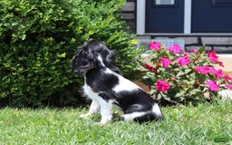 Cavalier King Charles Spaniel dogs for sale: Missy - Image 15
