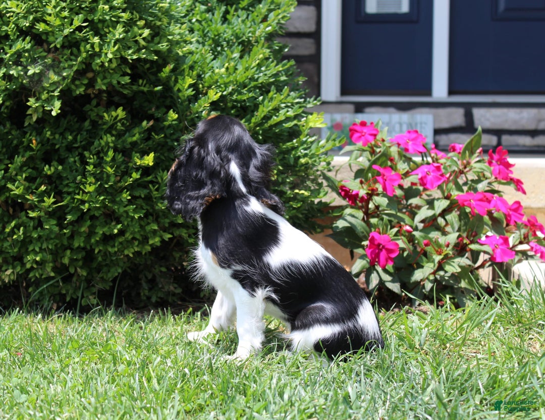 Cavalier King Charles Spaniel dogs for sale: Missy - Image 15