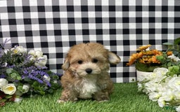 Morkie dogs for sale: Chase - Image 3