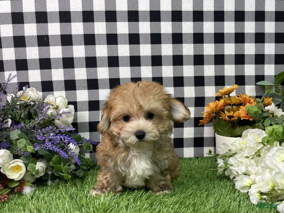 Morkie dogs for sale: Chase - Image 3