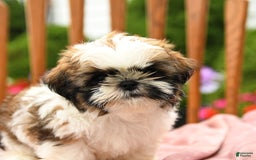 Shih Tzu dogs for sale: Paddington - Image 4