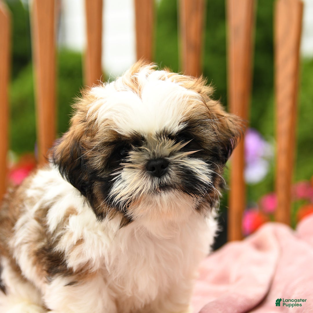 Shih Tzu dogs for sale: Paddington - Image 4