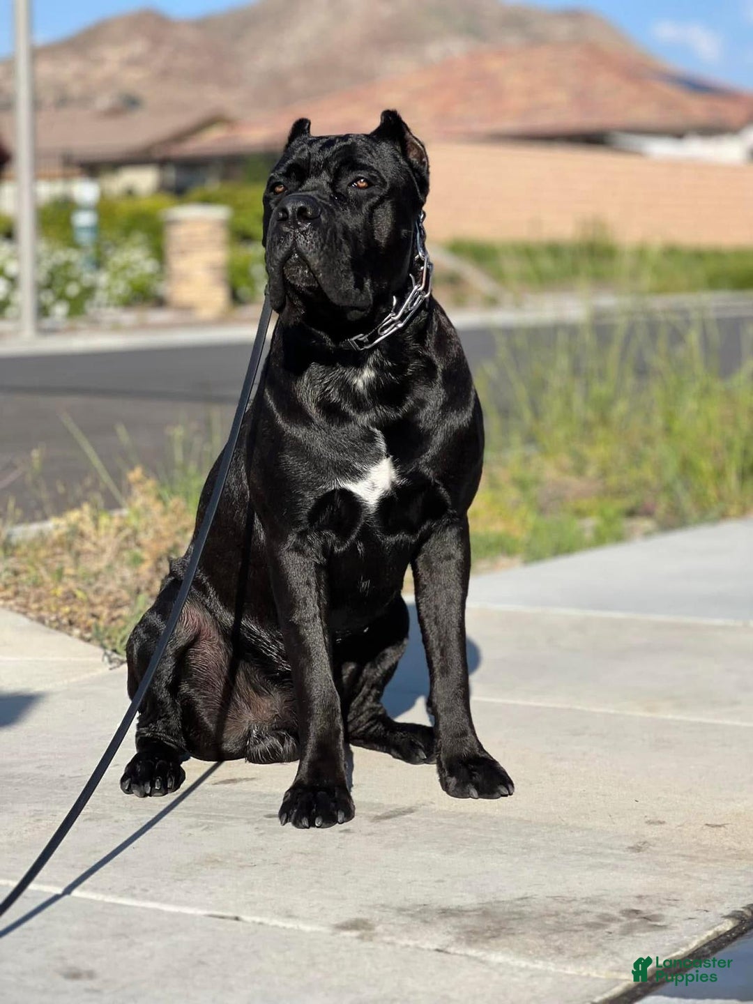 Cane Corso dogs for sale: Rocco - Image 6