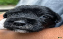 Miniature Schnauzer dogs for sale: Junie - Image 9