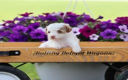 Toy Poodle dogs for sale: Memory - Image 9