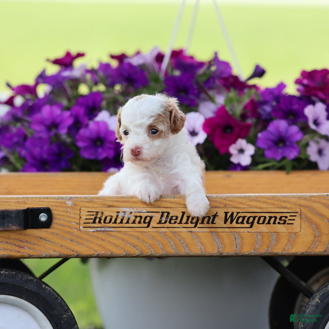 Toy Poodle dogs for sale: Memory - Image 9
