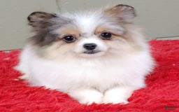 Pomeranian dogs for sale: Sparkle - Image 2