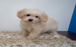 Maltipoo dogs for sale: Myla - Image 2