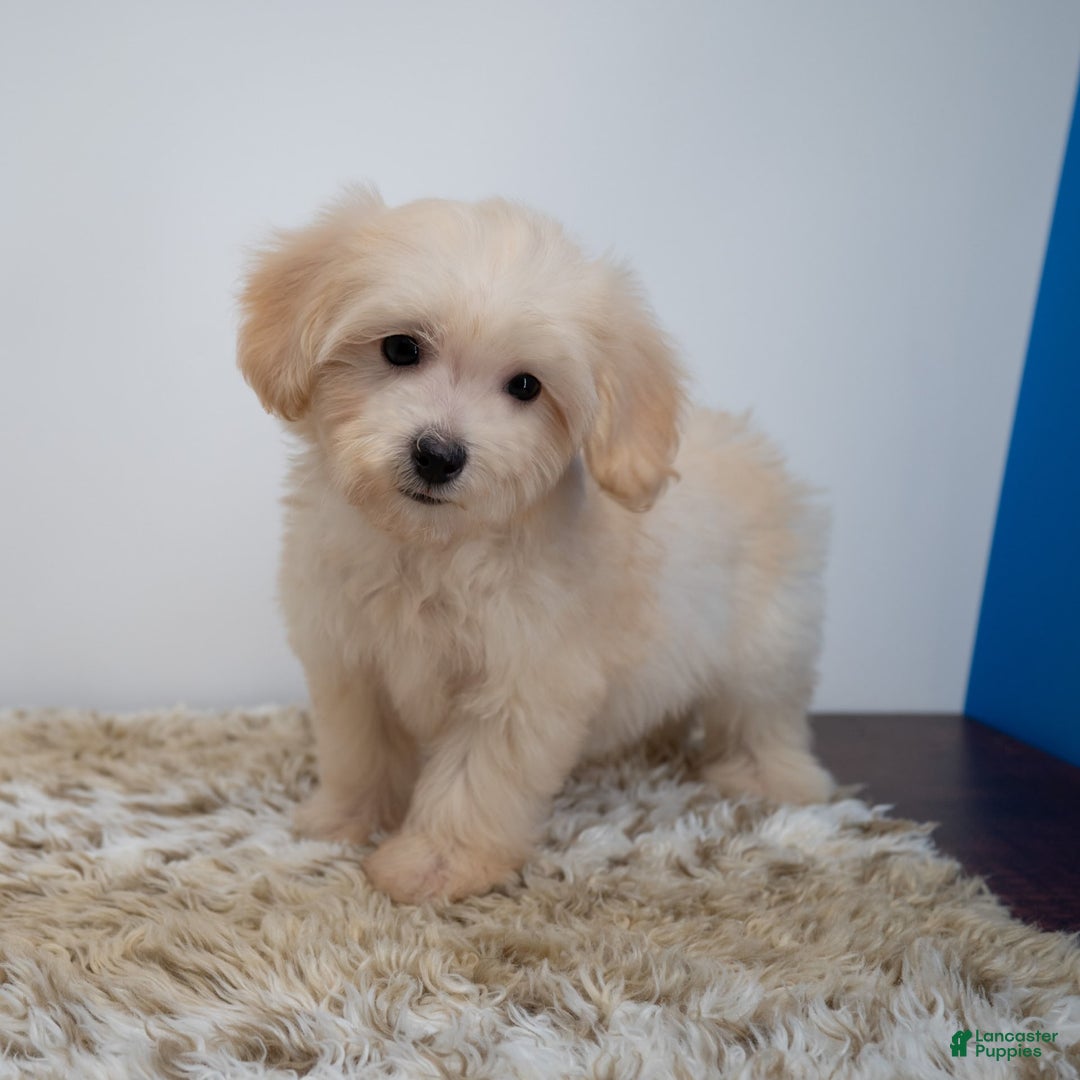 Maltipoo dogs for sale: Myla - Image 2