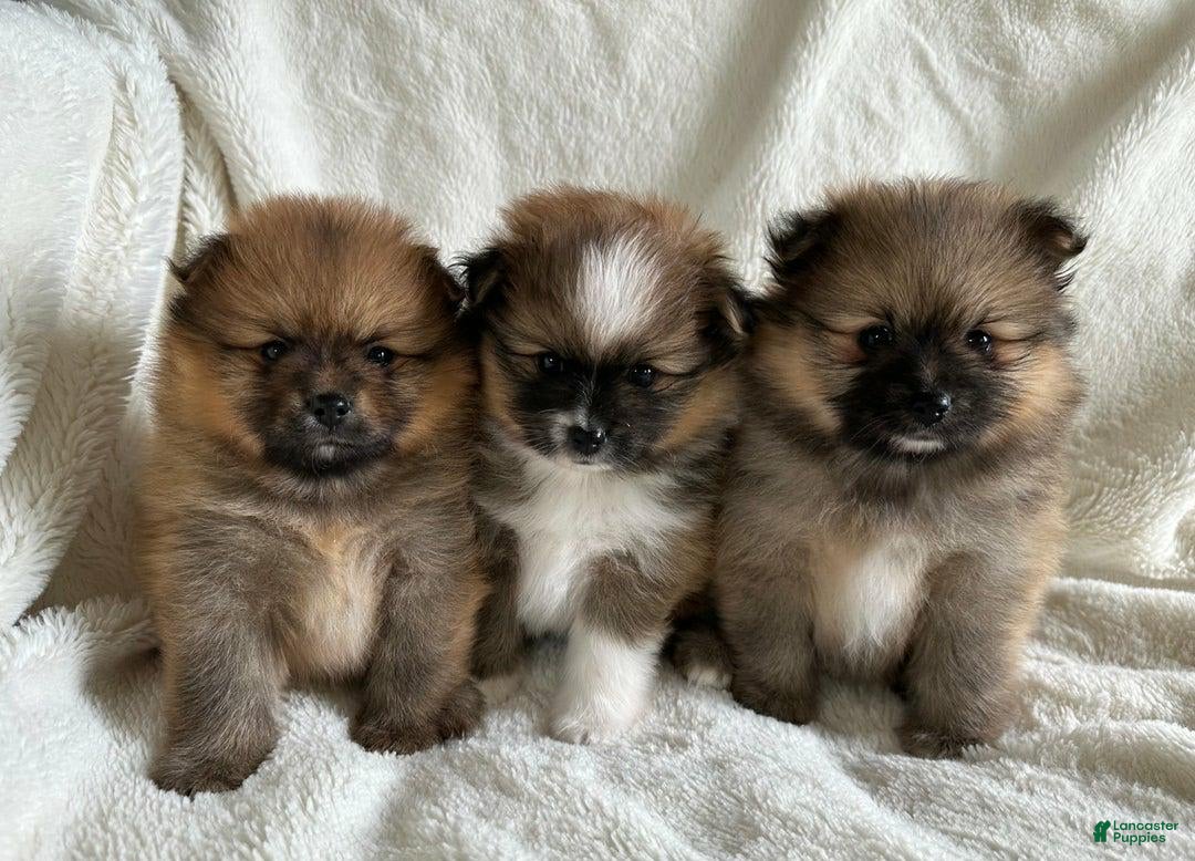 Pomeranian dogs for sale: Lucia - Image 3