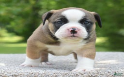 French Bulldog dogs for sale: Bentley mini bulldogge - Image 11