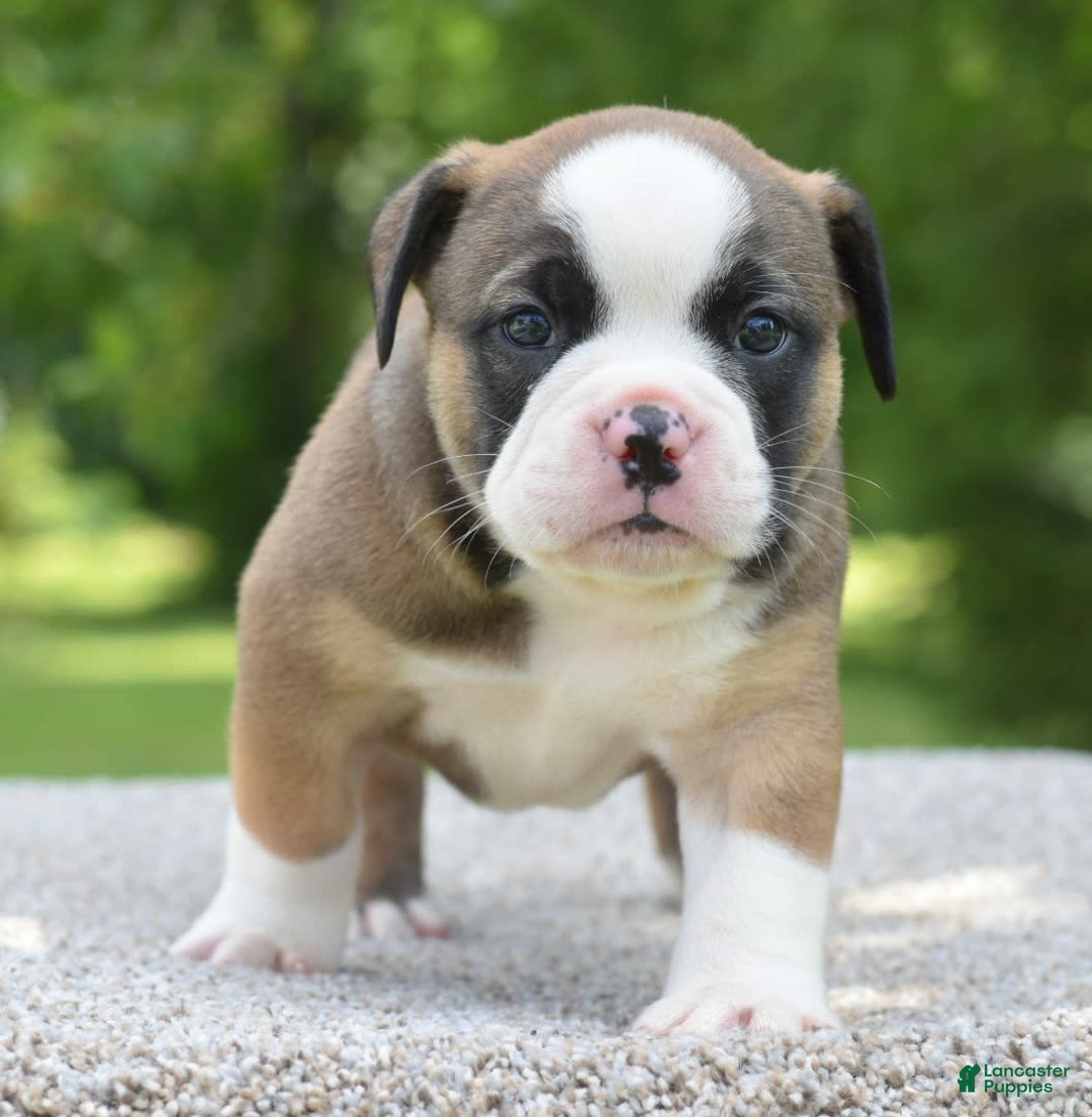 French Bulldog dogs for sale: Bentley mini bulldogge - Image 11