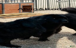 Newfoundland dogs for sale: Hauser - Image 5
