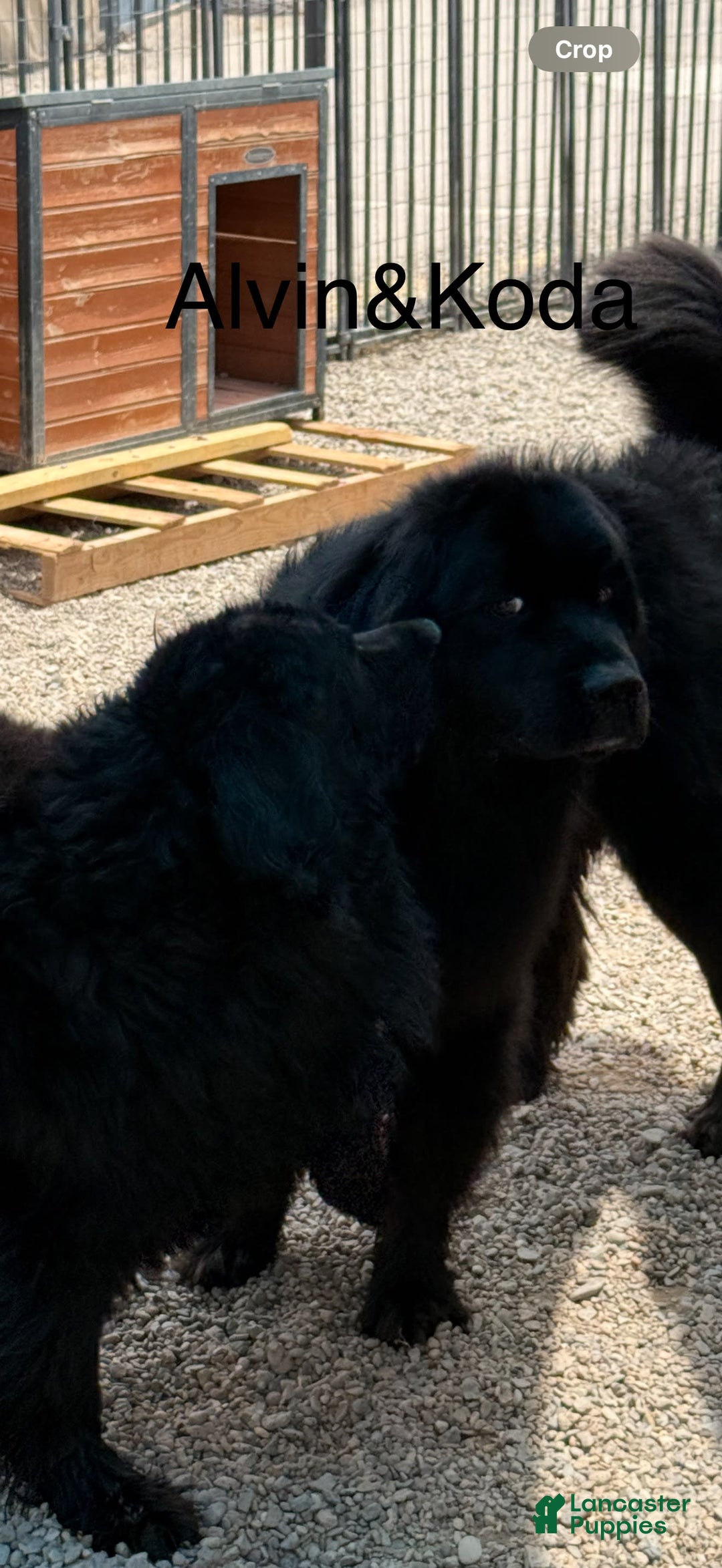 Newfoundland dogs for sale: Hauser - Image 5