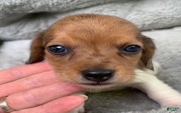 Miniature Dachshund dogs for sale: Baby Cooper - Image 9