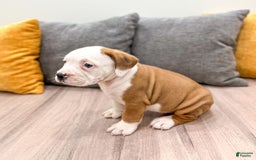 Beabull dogs for sale: Duke - Image 5
