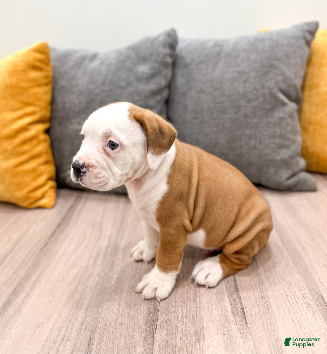 Beabull dogs for sale: Duke - Image 5