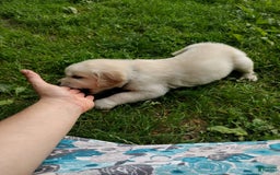 Golden Retriever dogs for sale: Pepper - Image 4