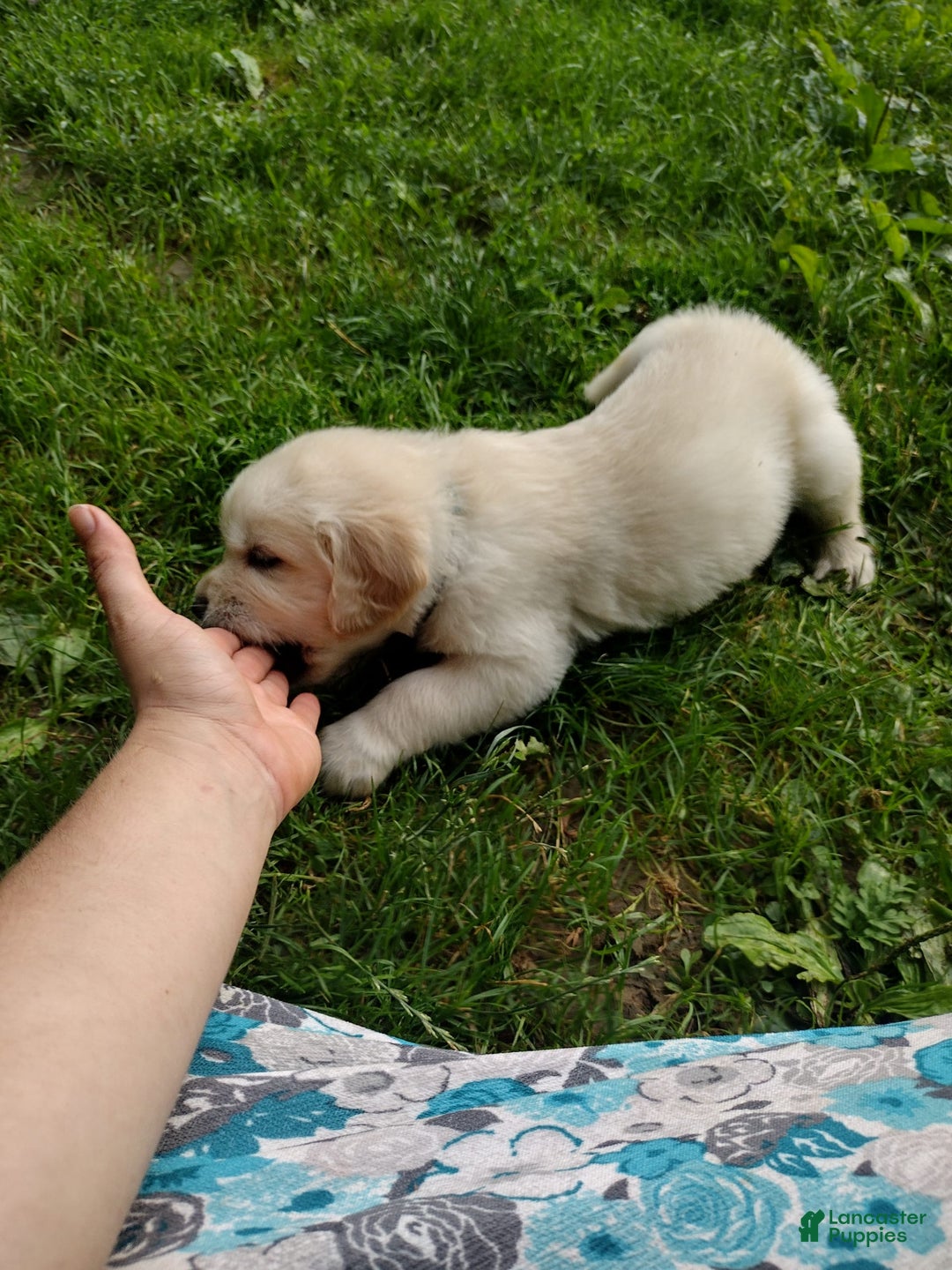 Golden Retriever dogs for sale: Pepper - Image 4