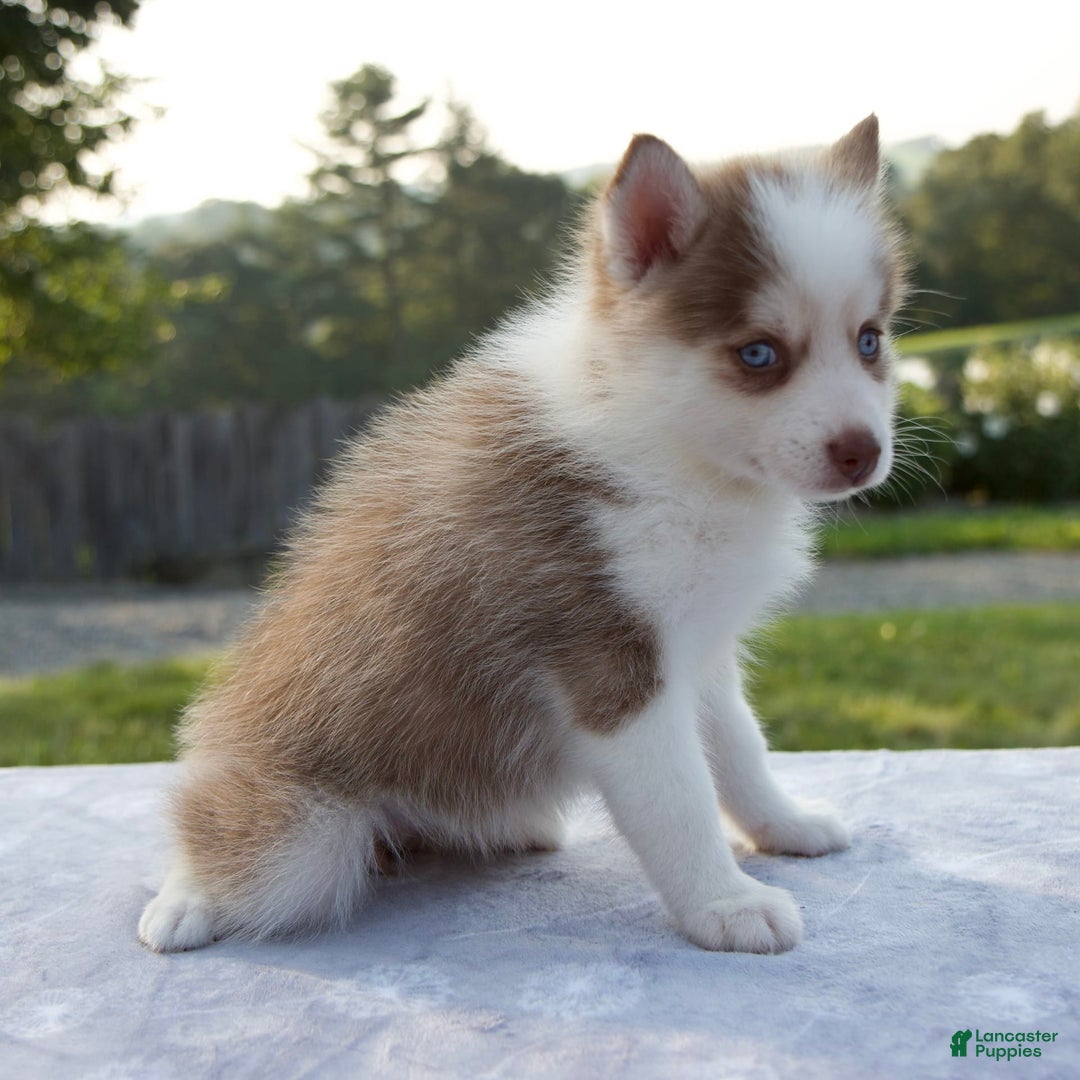Pomsky dogs for sale: Patience - Image 3