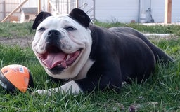 French Bulldog dogs for sale: Bentley mini bulldogge - Image 26