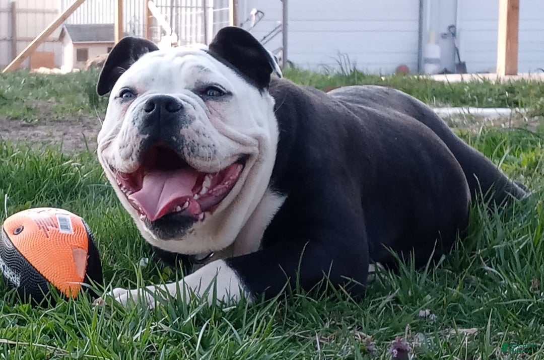 French Bulldog dogs for sale: Bentley mini bulldogge - Image 26
