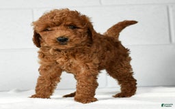 Mini Goldendoodle dogs for sale: Ranae - Image 6
