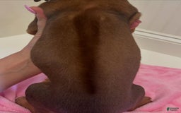 Rhodesian Ridgeback dogs for sale: Peach - Image 8