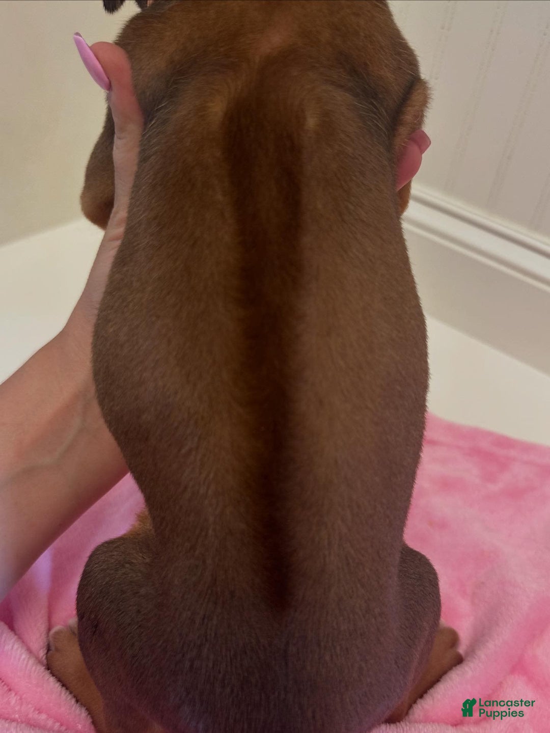 Rhodesian Ridgeback dogs for sale: Peach - Image 8