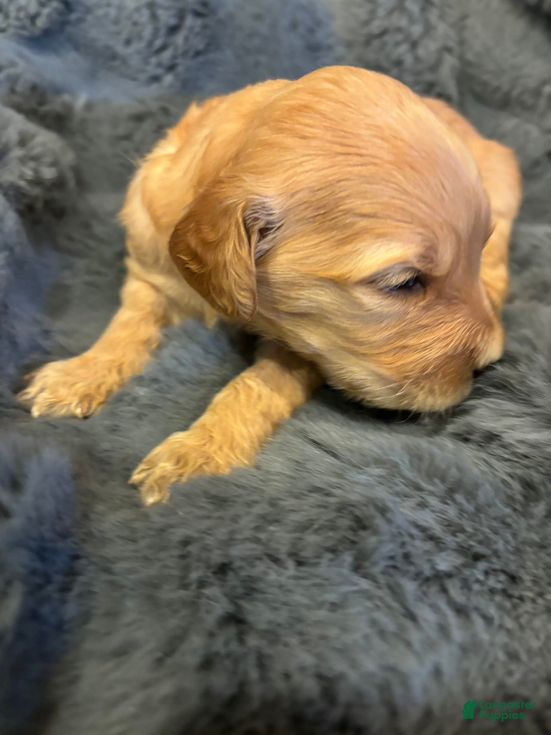 Goldendoodle dogs for sale: Regal Goldie - Image 1