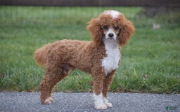 Mini Goldendoodle dogs for sale: Juniper - Image 9