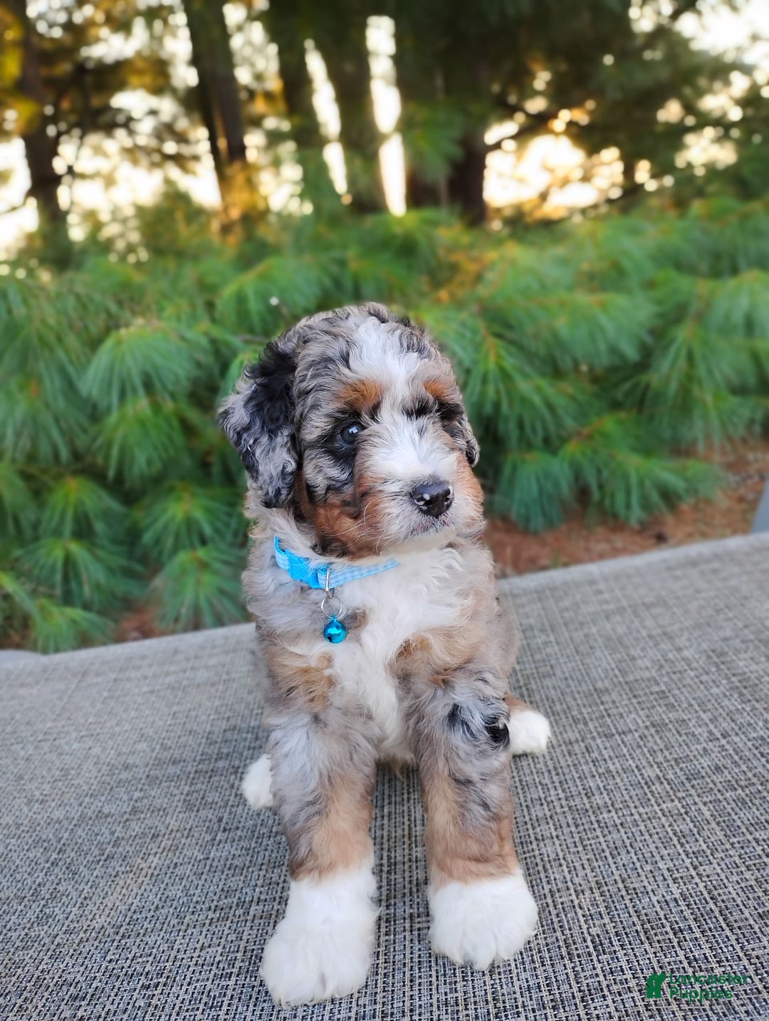 Bernedoodle dogs for sale: Tucker - Image 2