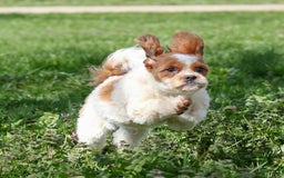 Shihpoo dogs for sale: Buster - Image 8