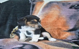 Australian Shepherd dogs for sale: Bella - Image 10