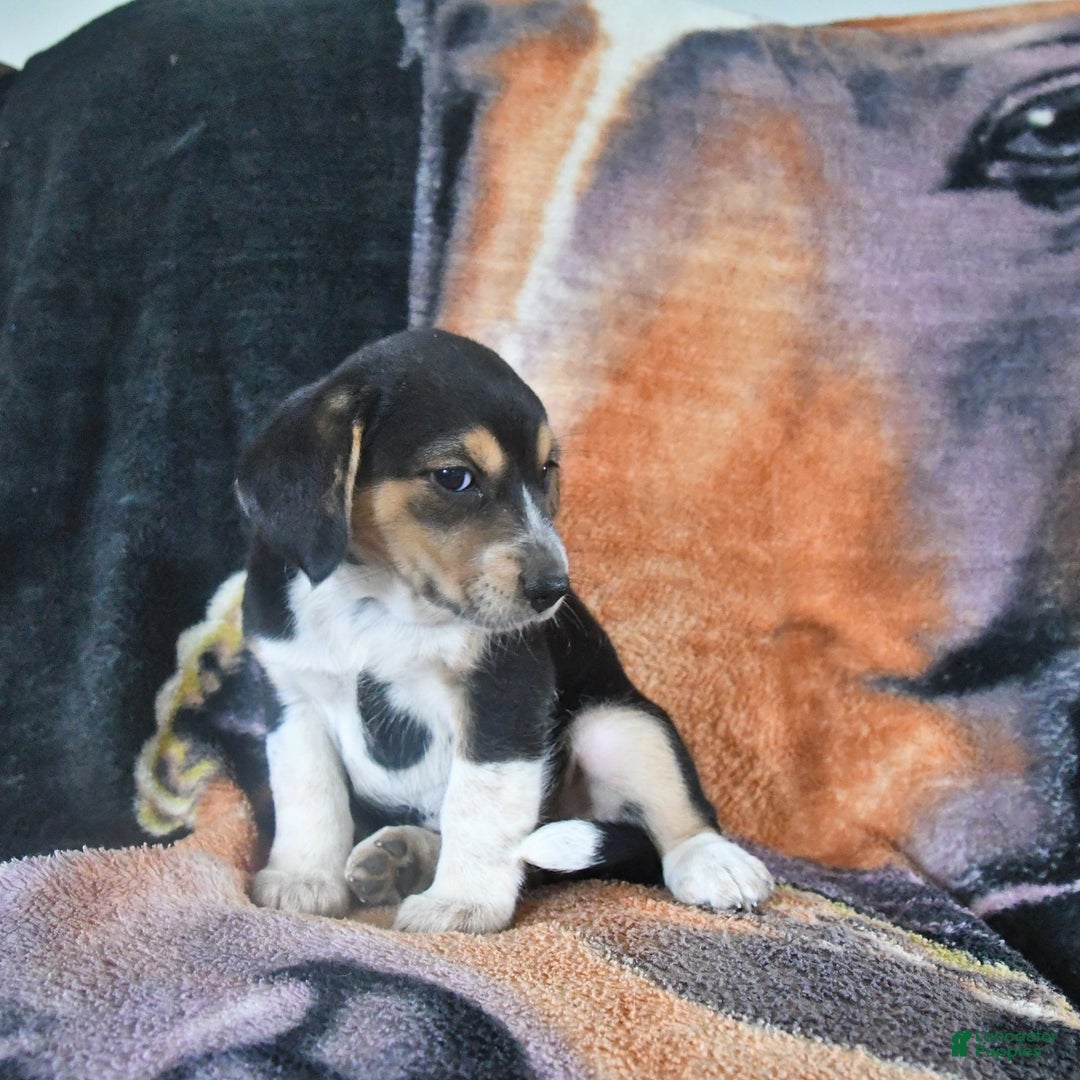 Australian Shepherd dogs for sale: Bella - Image 10