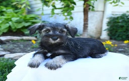 Miniature Schnauzer dogs for sale: Jett - Image 9