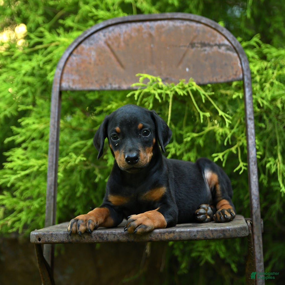 Doberman Pinscher dogs for sale: Precious - Image 9