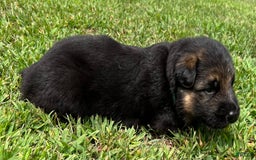 German Shepherd dogs for sale: Boy - Image 2