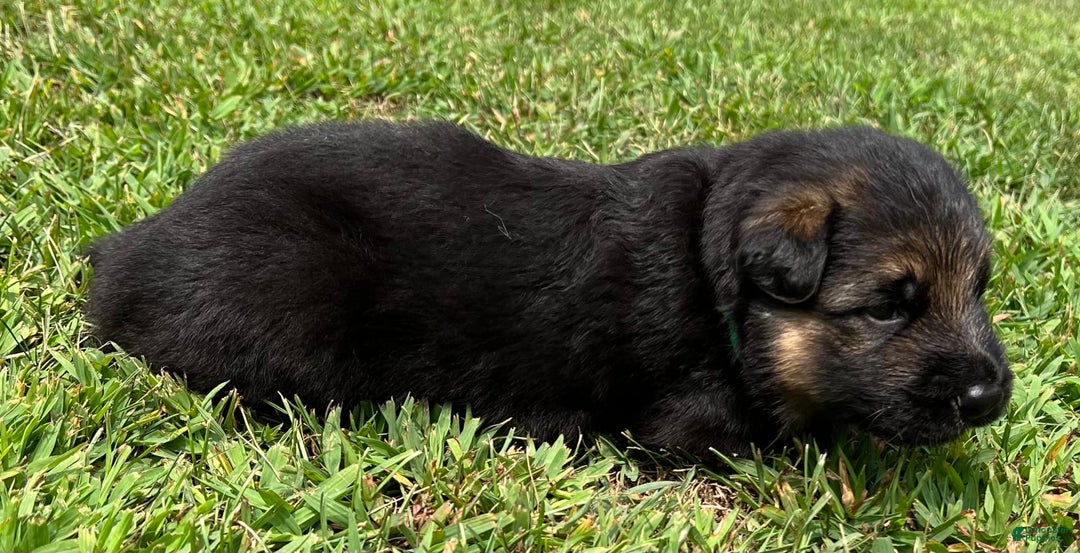 German Shepherd dogs for sale: Boy - Image 2